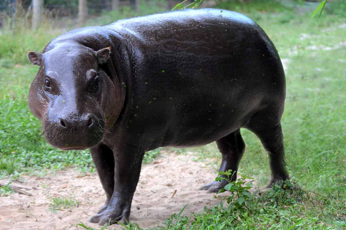 Pygmy Hippopotamus Profile Facts Diet, Habitat, Traits_hippo communication facts
