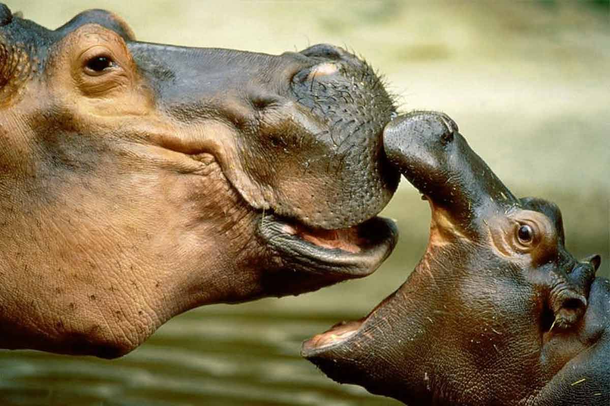 hippo attack_Common Hippopotamus_hippopotamus aggressive
