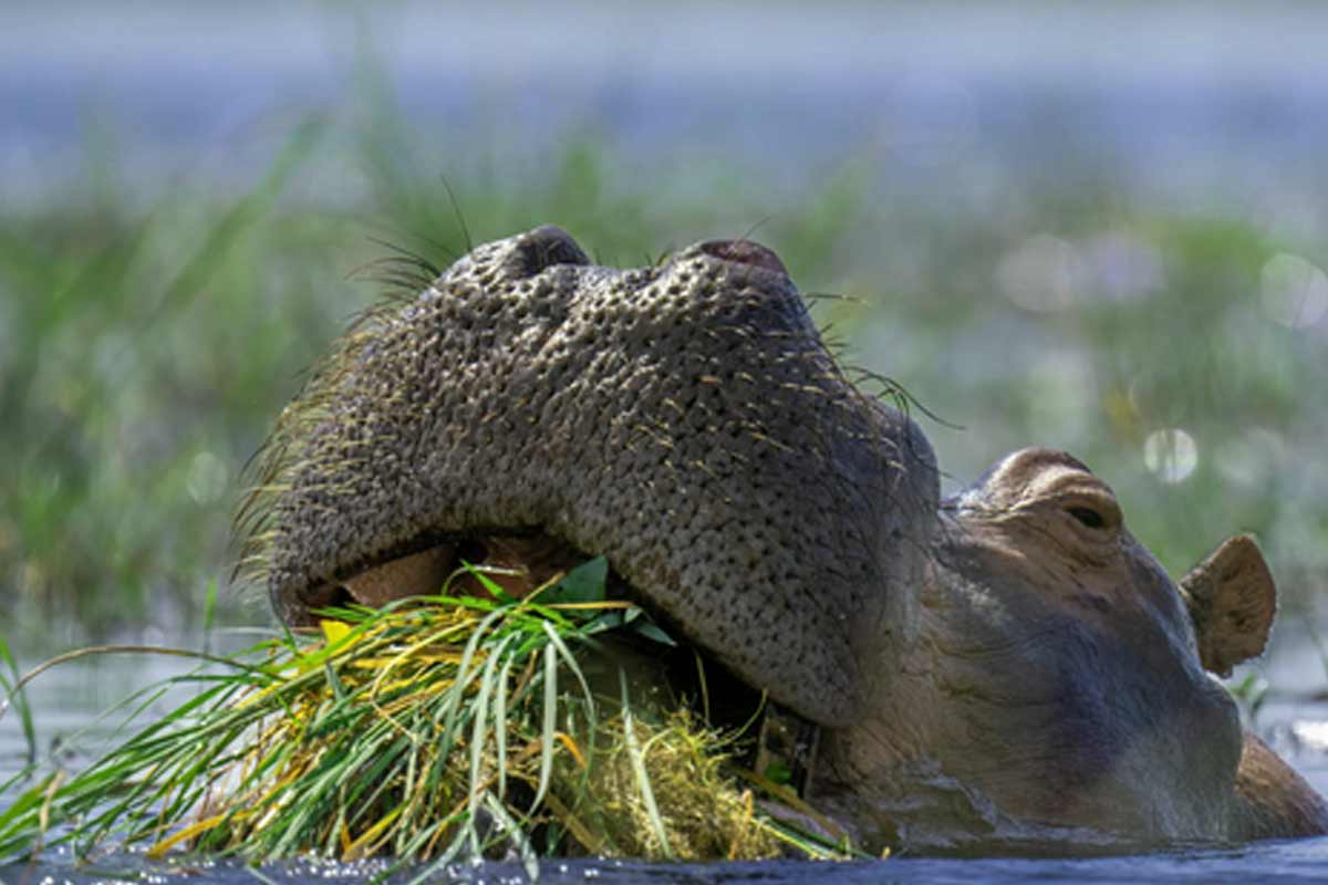 hippo diet what do hippos eat_Hippopotamus Colombia