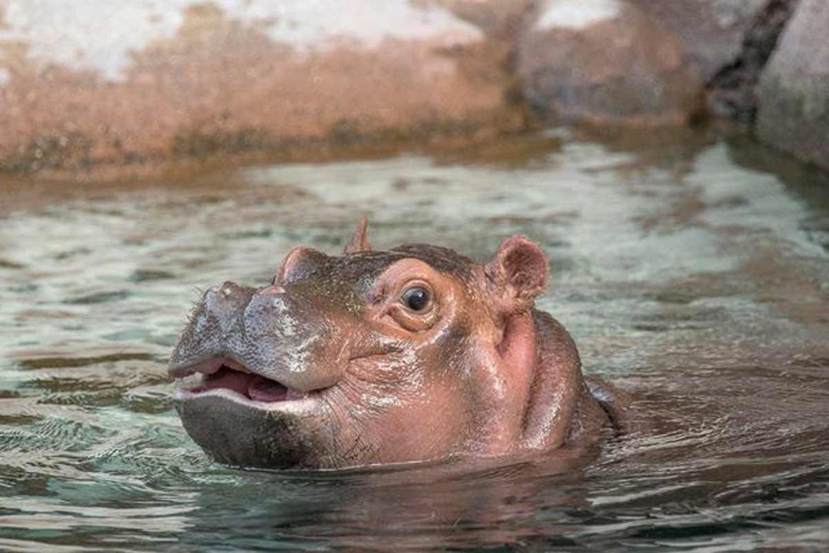hippopotamus facts_