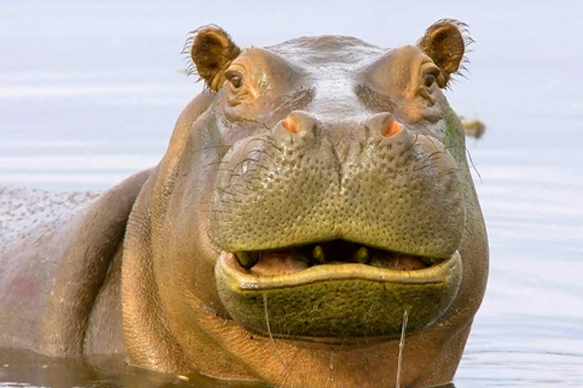 hippopotamus_Hippo Habitat Facts
