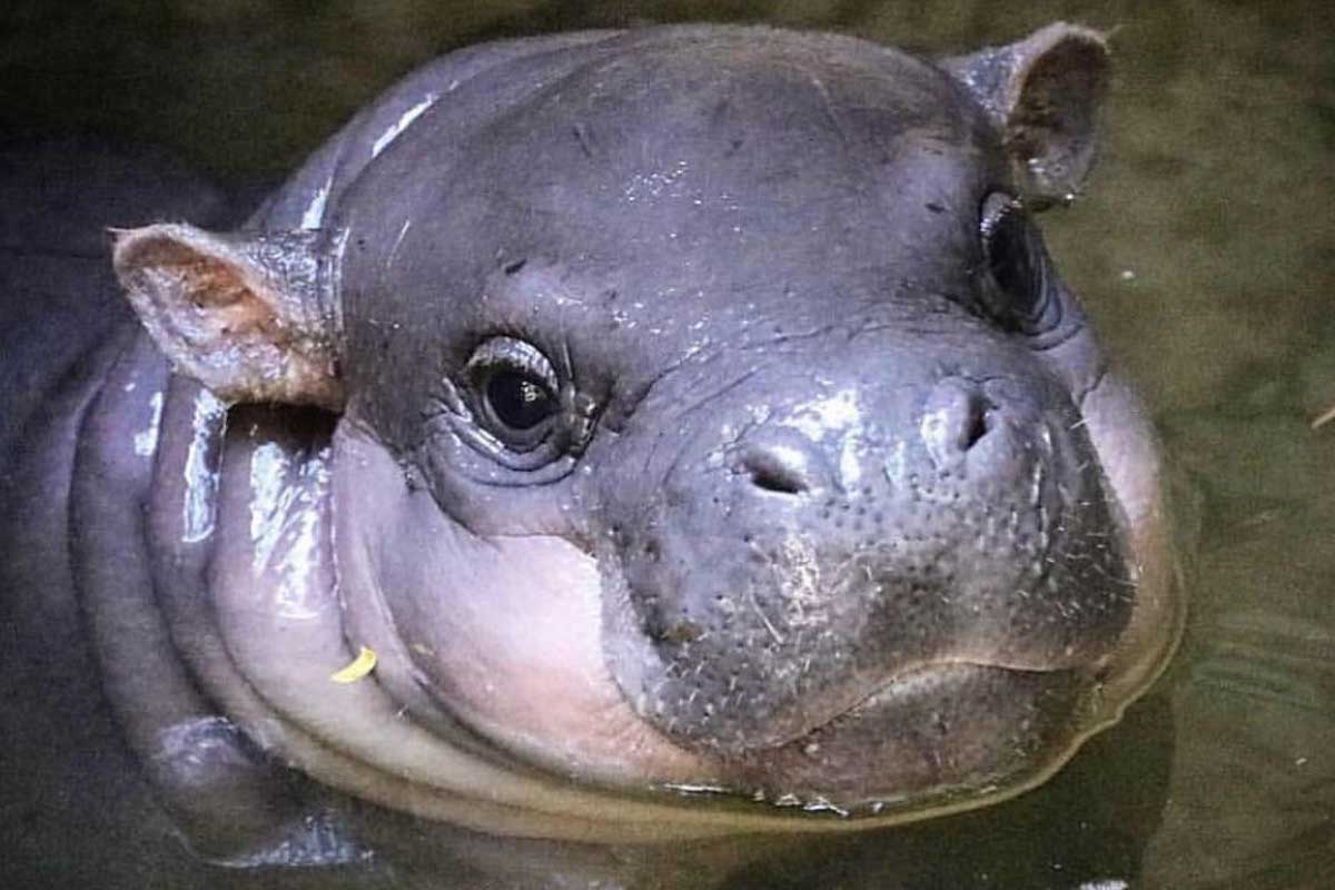 pygmy hippo baby_Facts about Hippo Family_hippo eats baby hippo