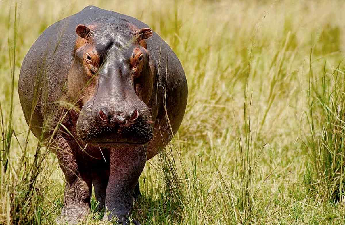 why-are-hippos-endangered-what do hippos look like