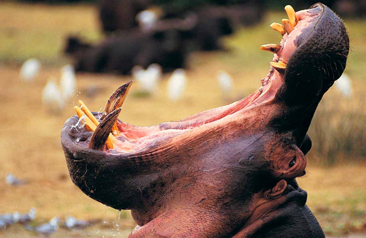 Hippo Blood Sweat_hippopotamus with mouth open_wonders of the united states