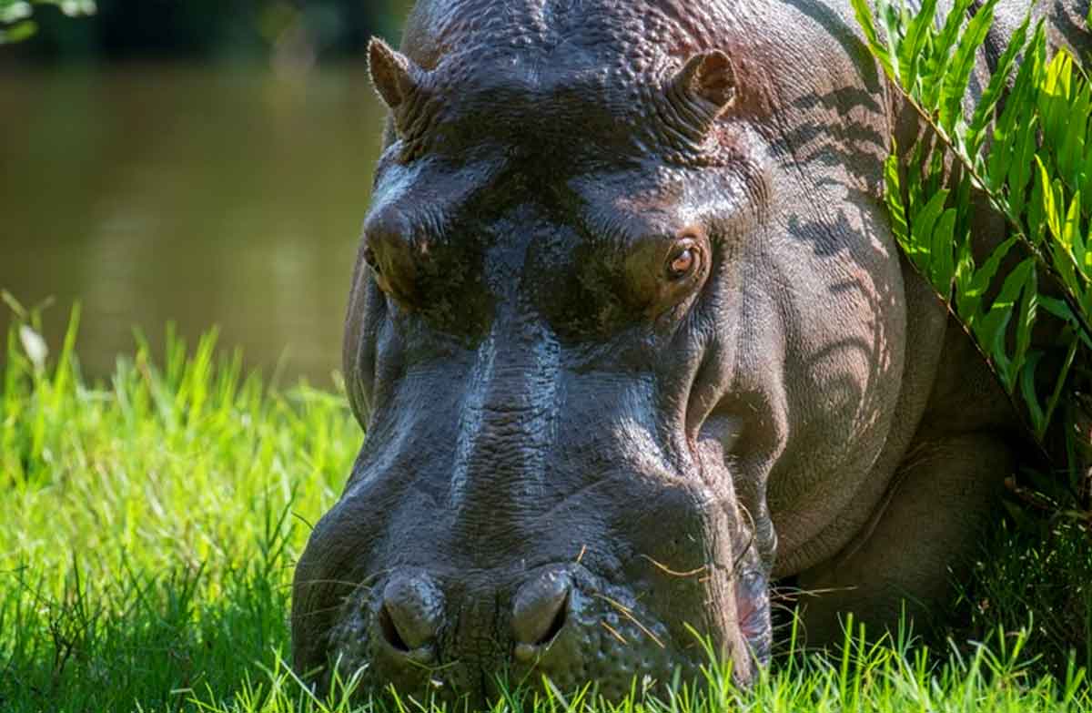 Hippo Locomotion_hippopotamus herbivore