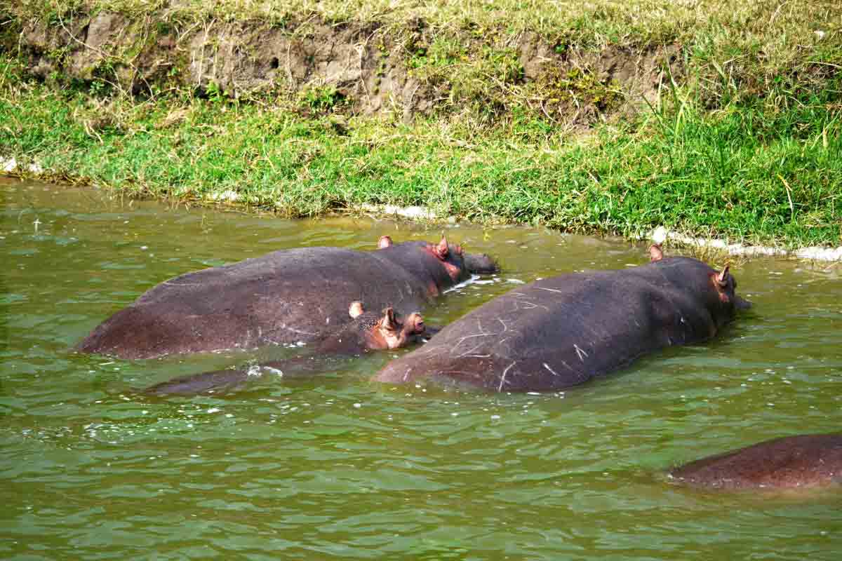 do hippos eat meat_