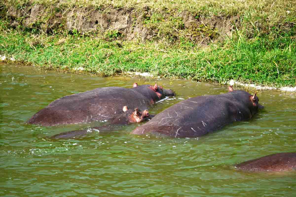 Do Hippos Eat Meat? What Animals do Hippo Eat? - Hippo Haven