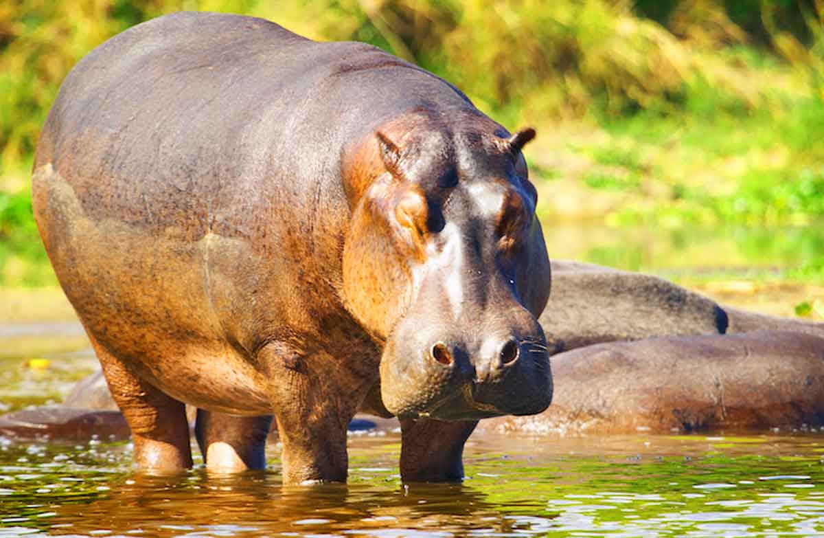 hippo life cycle_do hippos eat people