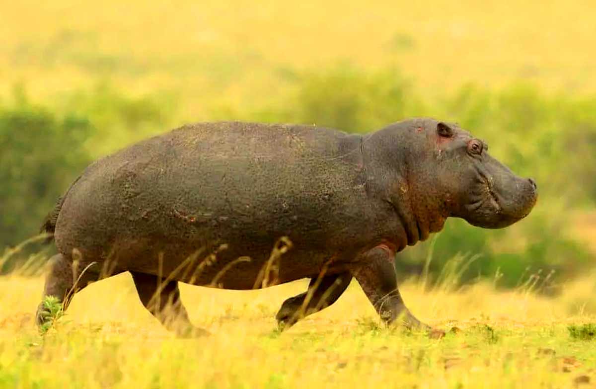 hippo speed_hippopotamus adaptation