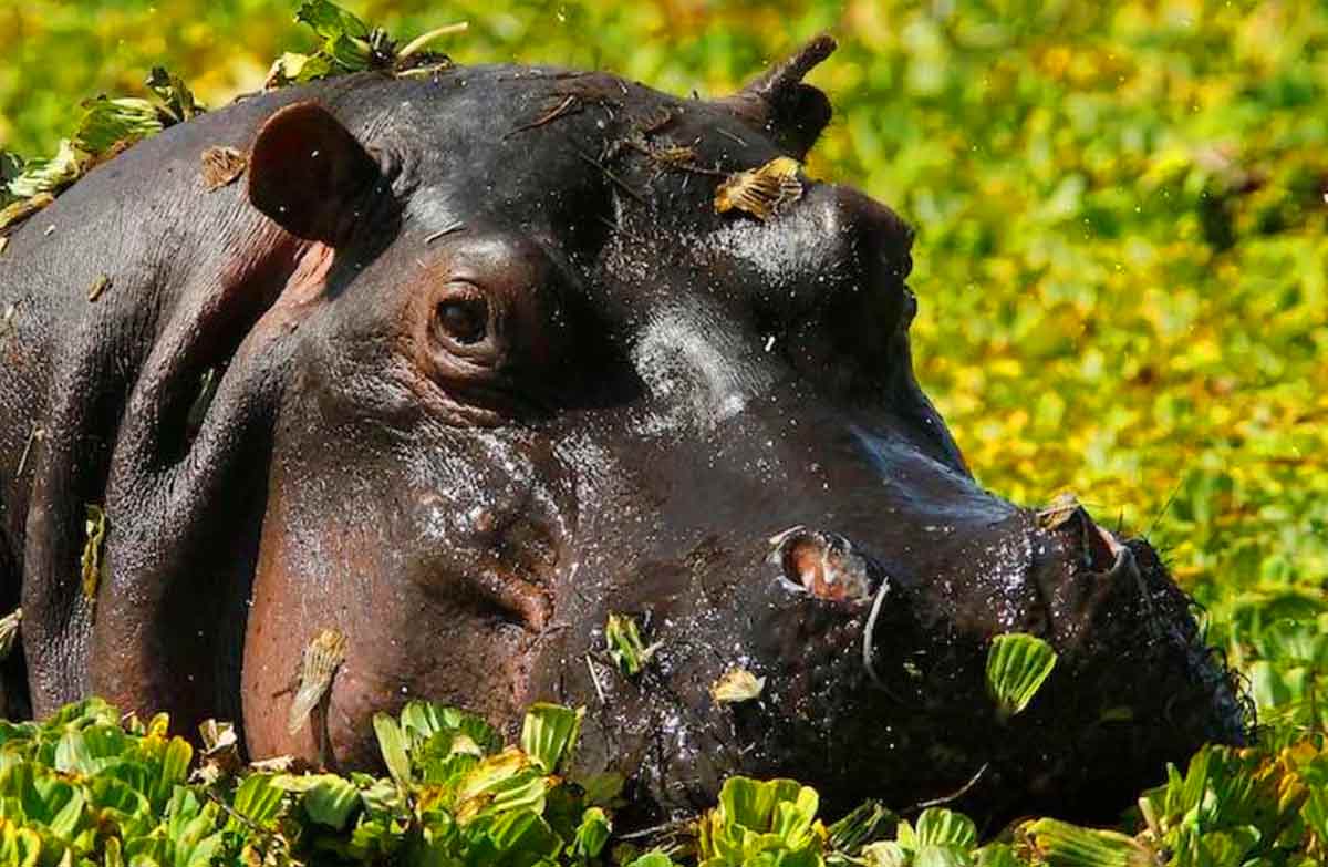 hippopotamus food
