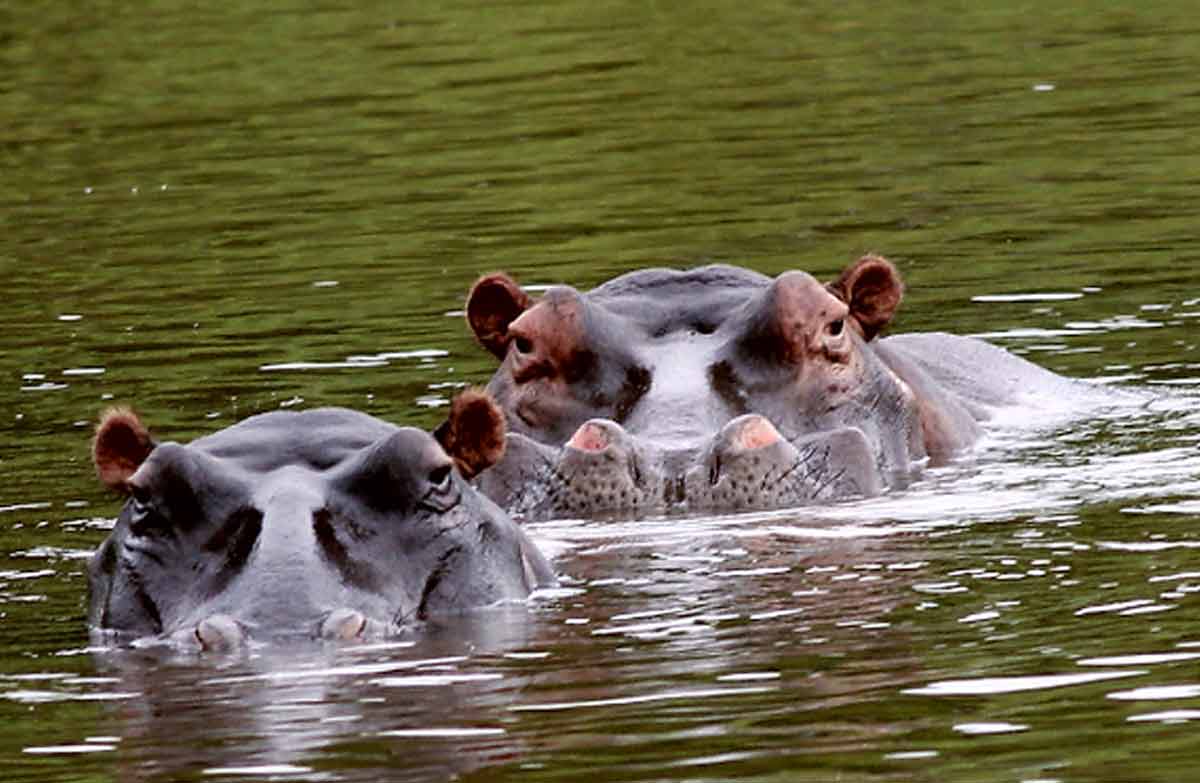 hippopotamus habitat_pregnant hippopotamus