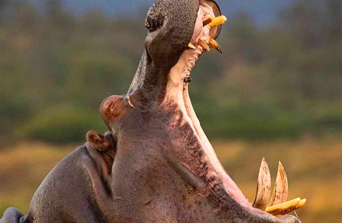 hippopotamus teeth_What do hippos eat in the zoo