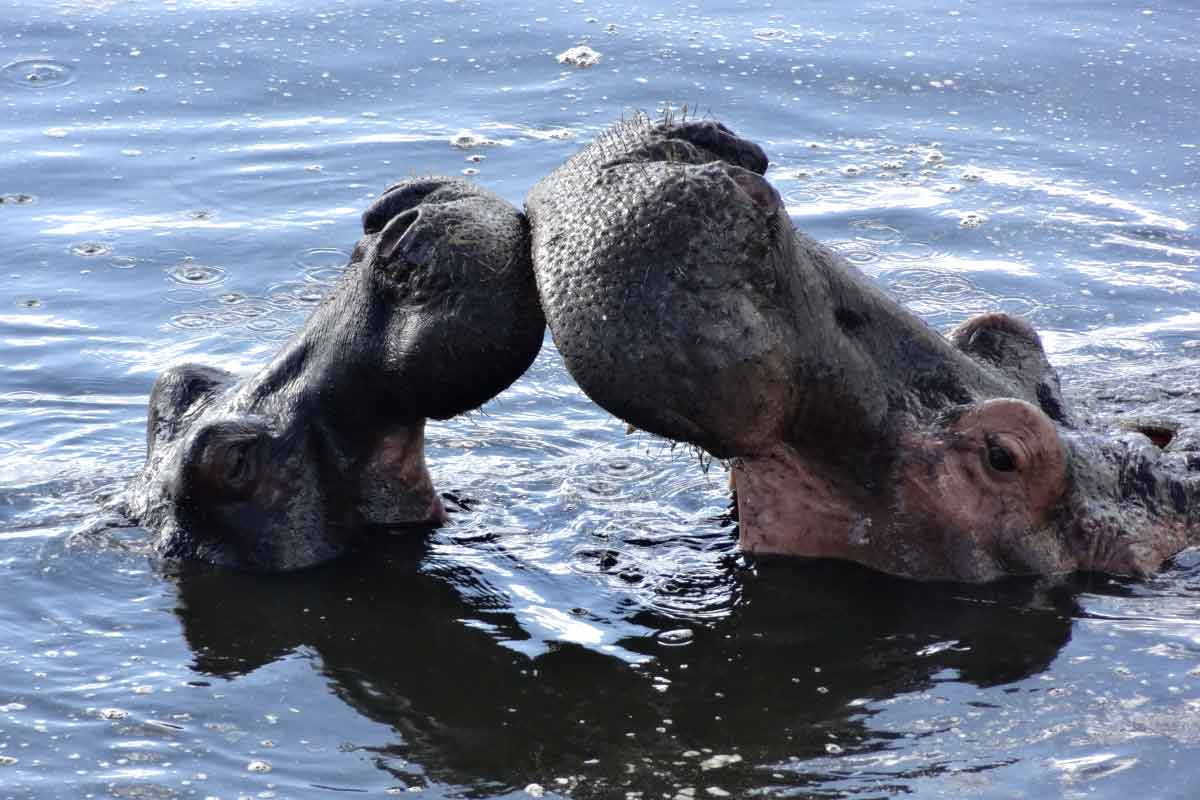 how fast can a hippo swim_are hippos dangerous_Katavi National Park