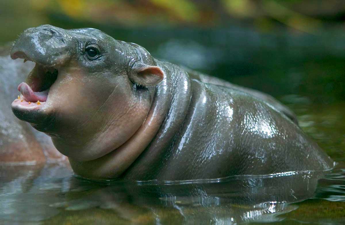 pygmy hippo pet_Hippopotamus Baby Facts