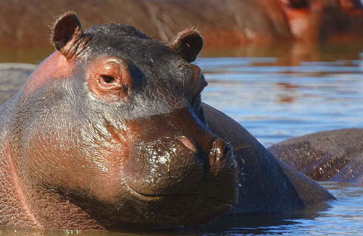 why are hippos so big_Hippo skin