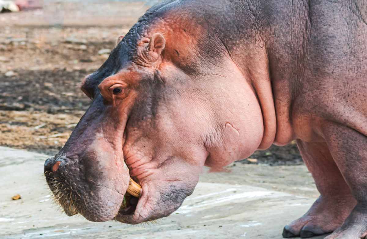 Hippo food chain