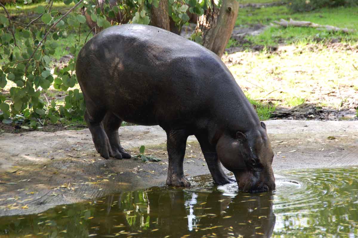 are hippos omnivores_