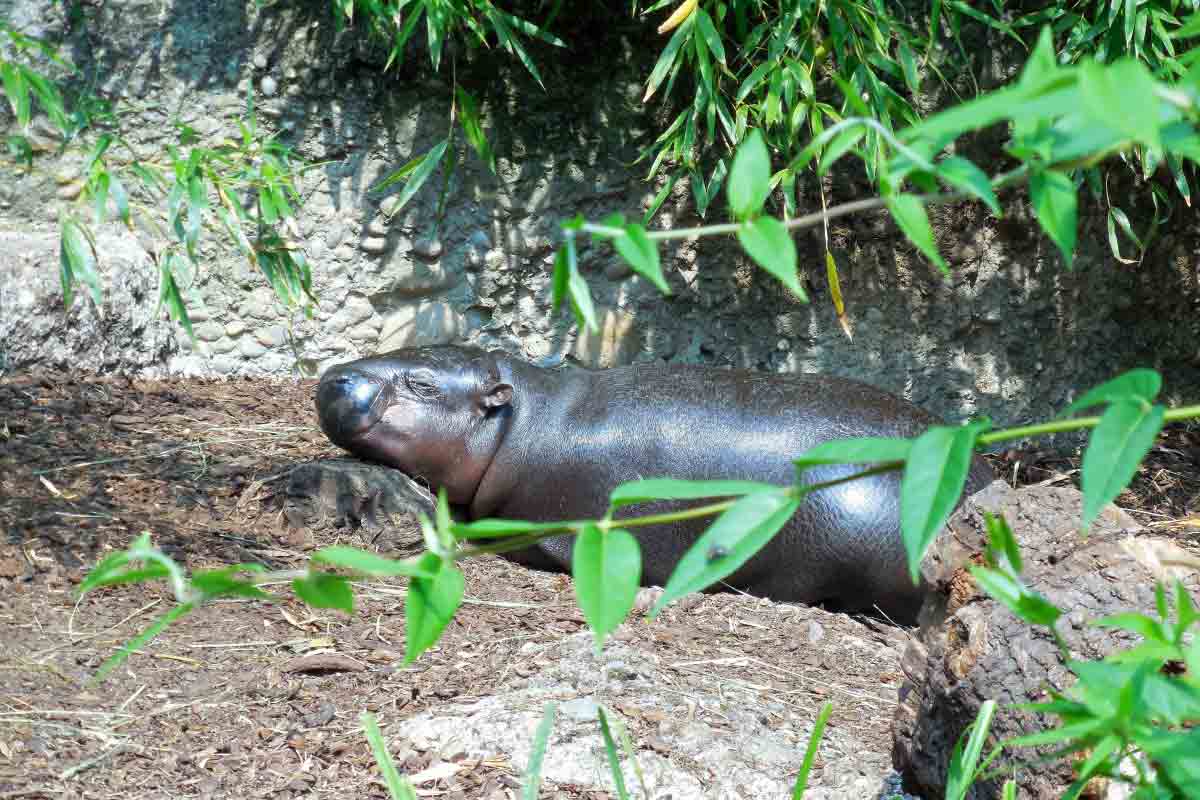 baby hippo_