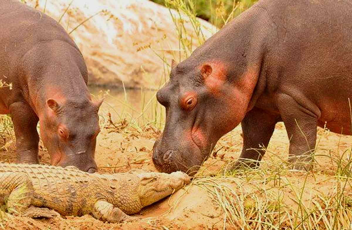 hippo vs crocodile