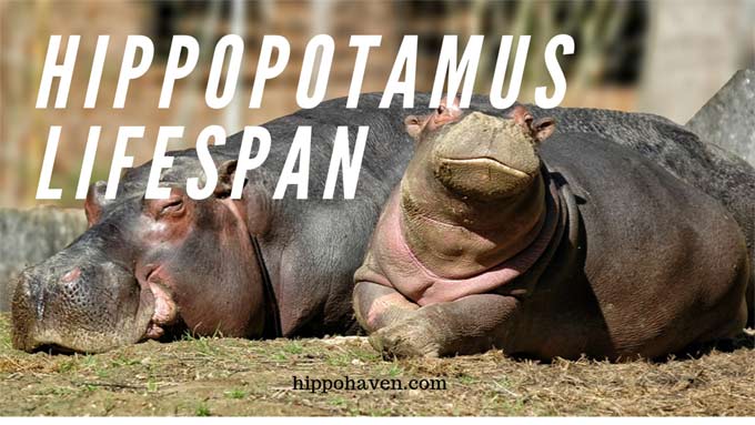 hippopotamus lifespan
