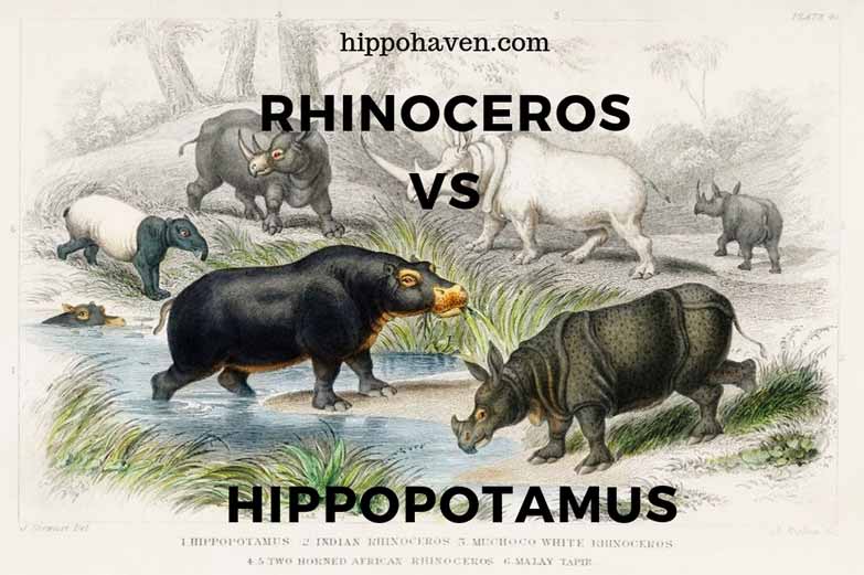 Rhinoceros vs Hippopotamus