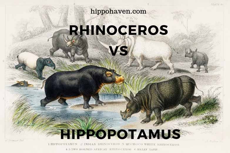 Rhinoceros vs Hippopotamus - Can Rhinoceros and Hippopotamus Coexist