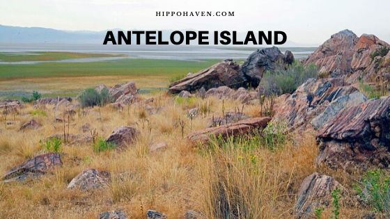 Antelope island