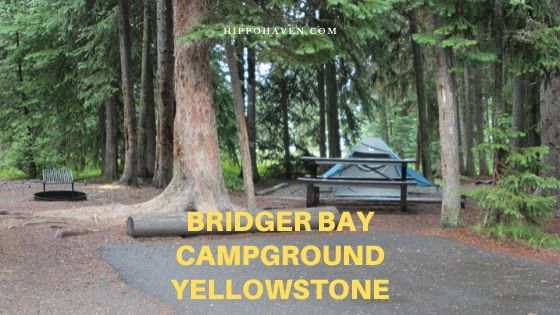 bridger bay campground yellowstone