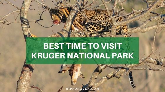 best time to visit Kruger national park