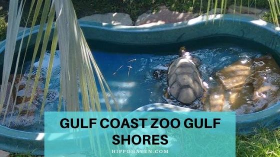 gulf coast zoo gulf shores