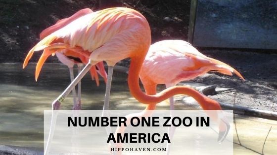 number one zoo in America