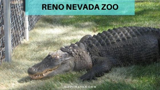 Reno Nevada Zoo