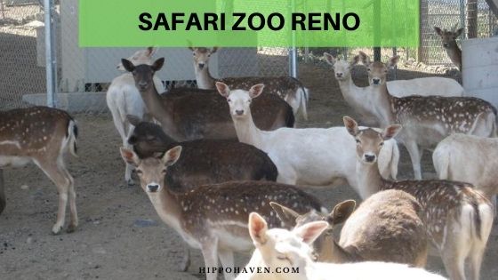 safari zoo reno