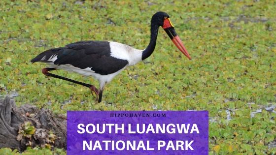 south luangwa national park