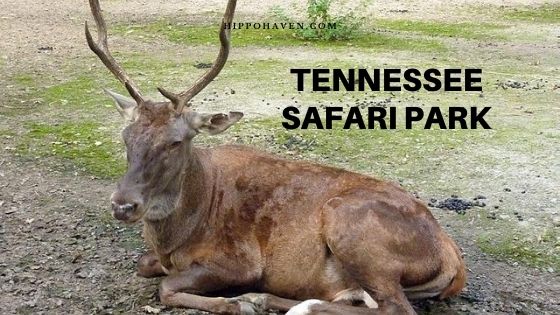 Tennessee Safari Park