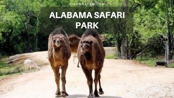 alabama safari park