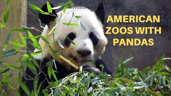 american zoos with pandas us zoos with pandas giant pandas in the us pandas in us zoos 2019 us national zoo zoos that have pandas in the us giant pandas in us zoos panda in us zoos giant panda zoo USA panda bears in us zoos panda bear us zoo