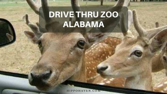 drive thru zoo Alabama