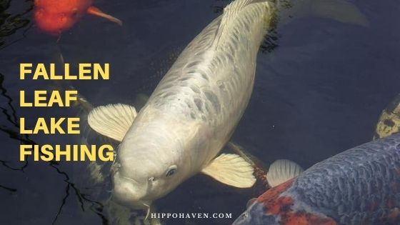 Fallen Leaf Lake Fishing Spots Season Guides Hippo