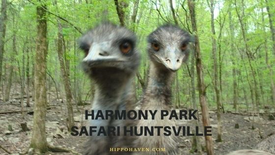 harmony park safari huntsville al safari park montgomery al