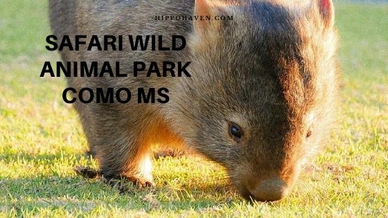 safari wild animal park como ms