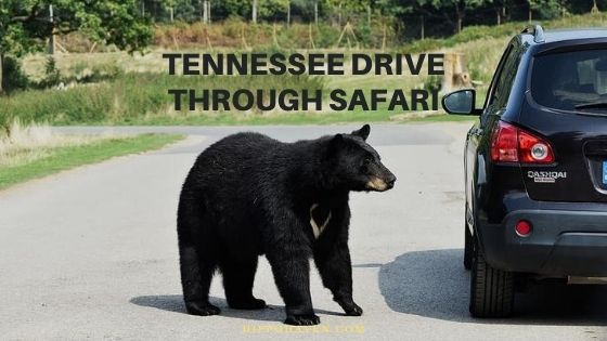 Tennessee Drive Through Safari